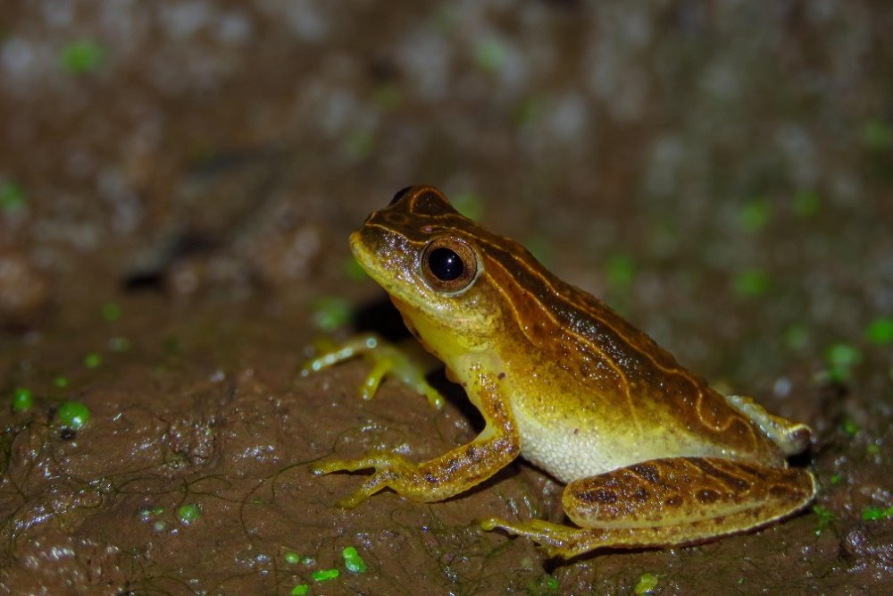 250729_dendropsophus_minutus_pererequinha-do-brejo.jpg