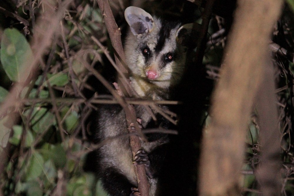 250729_didelphis_albiventris_gamba-de-orelhas-brancas.jpg
