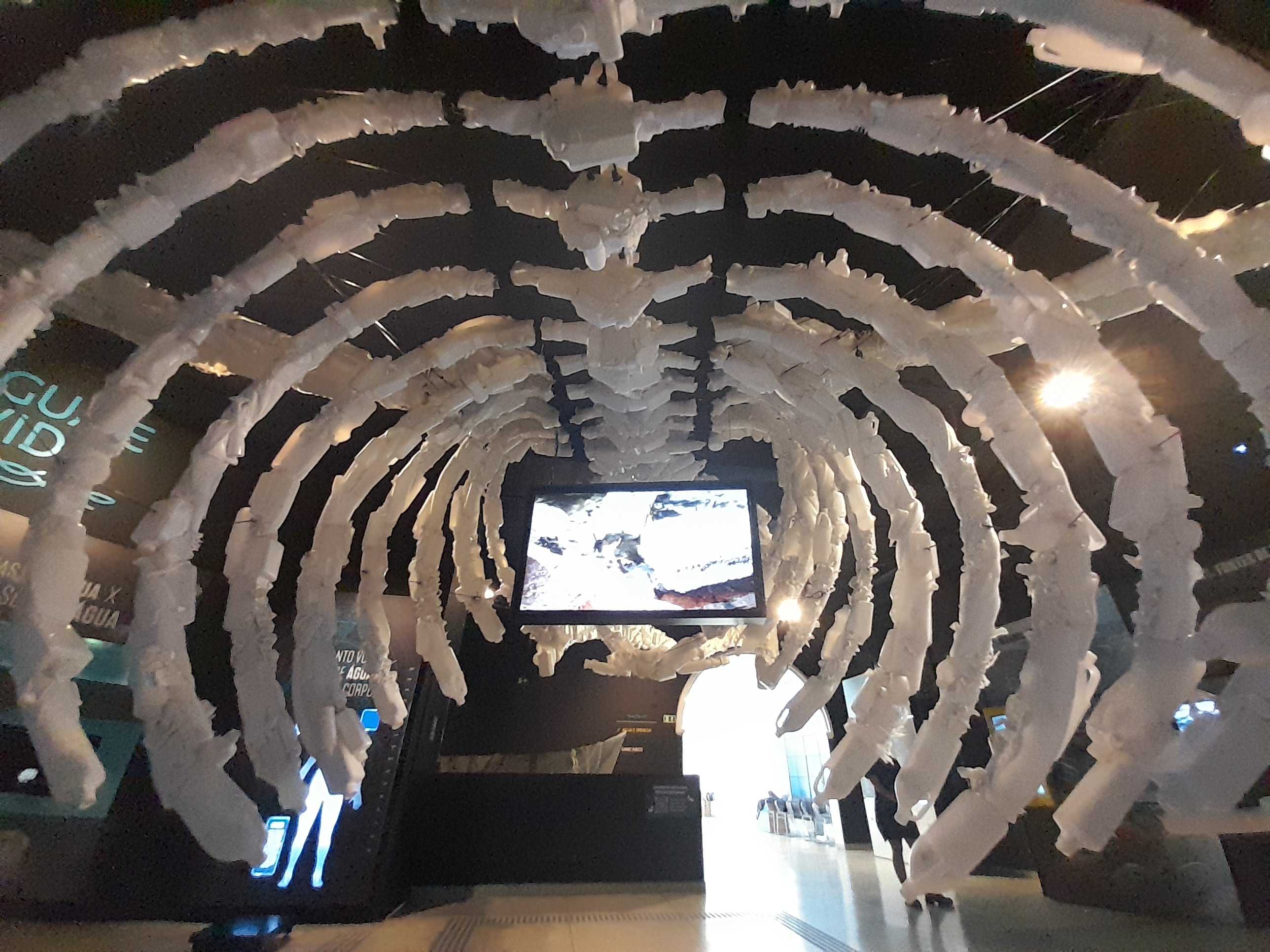 Esqueleto da baleia azul no Museu do Saneamento