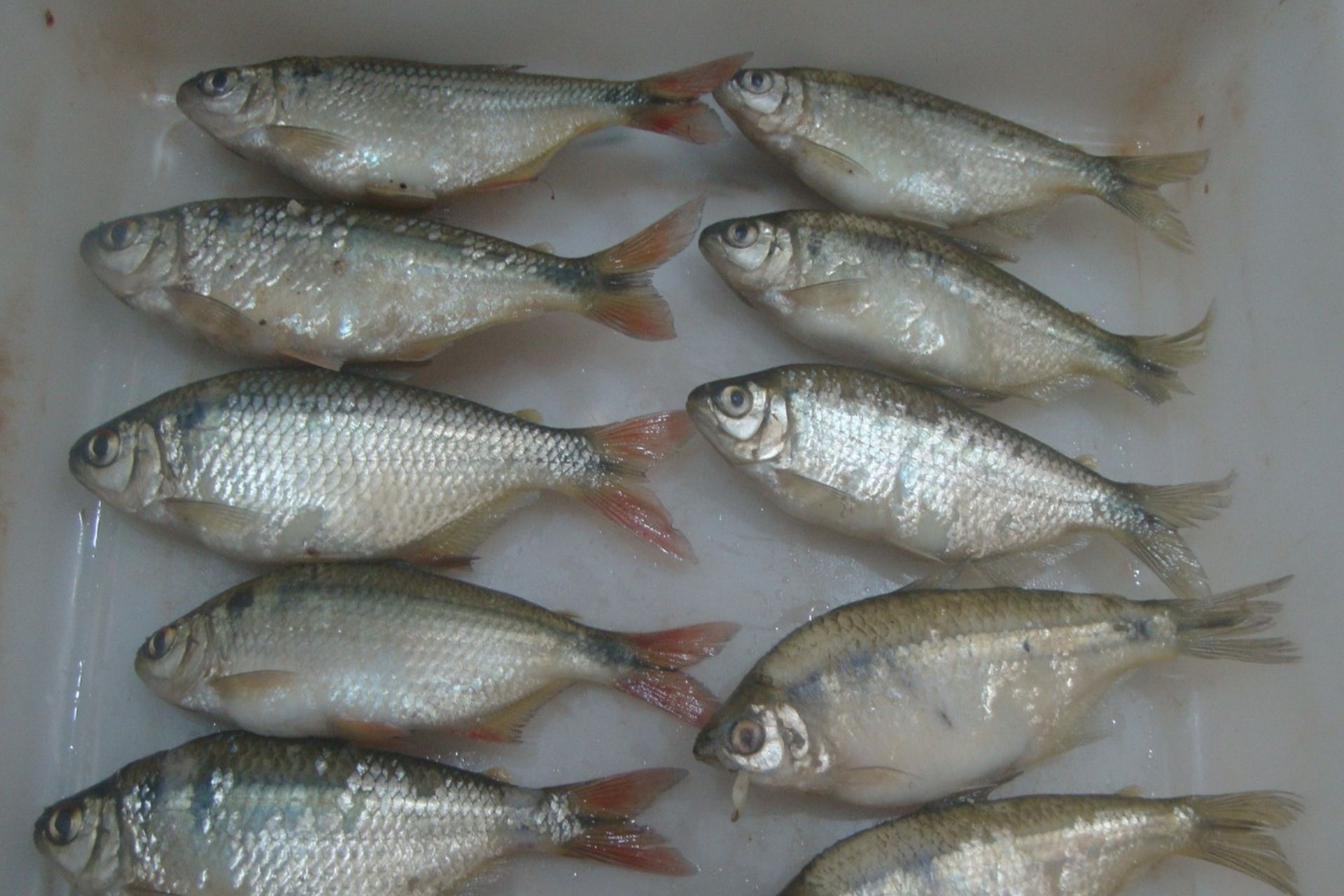 Amostra de dez pequenos lambaris dispostos paralelamente em duas colunas verticais dentro de um recipiente branco para análise laboratorial. Os peixes da esquerda apresentam nadadeiras caudais avermelhadas, enquanto os da direita têm nadadeiras amareladas. Crédito: Matheus Oliveira Freitas