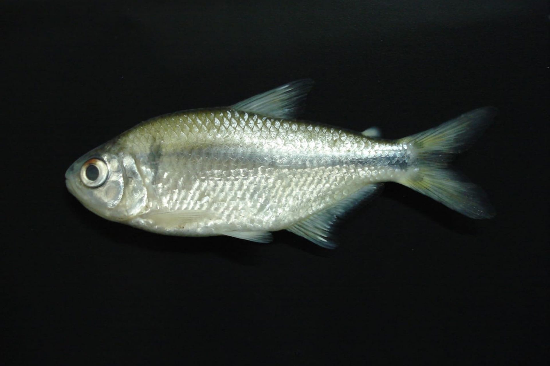 Peixe lambari-miúdo em vista lateral com escamas prateadas e nadadeiras translúcidas, fotografado contra um fundo totalmente preto.