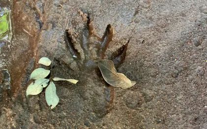 250729_pegada_de_mao-pelada.jpg