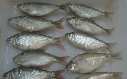 Amostra de dez pequenos lambaris dispostos paralelamente em duas colunas verticais dentro de um recipiente branco para análise laboratorial. Os peixes da esquerda apresentam nadadeiras caudais avermelhadas, enquanto os da direita têm nadadeiras amareladas. Crédito: Matheus Oliveira Freitas