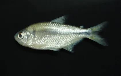Peixe lambari-miúdo em vista lateral com escamas prateadas e nadadeiras translúcidas, fotografado contra um fundo totalmente preto.