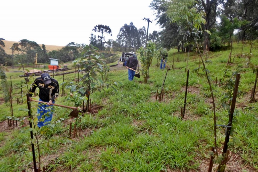 200921_-_norte_-_plantio_arvores_3.jpg