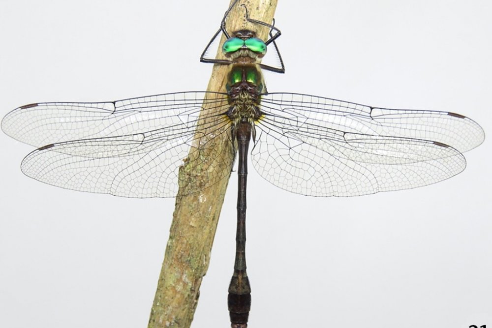 libelula_ufpr_4.jpg