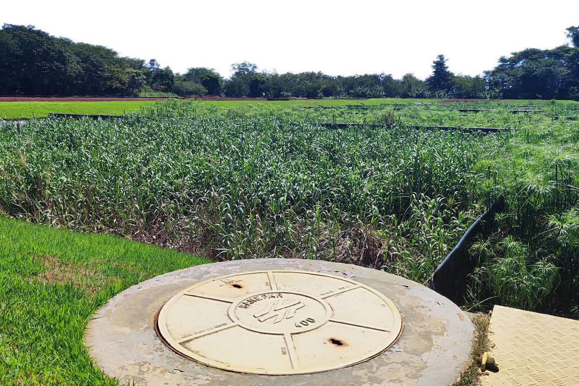 Sistema wetlands em estações de tratamento de esgoto