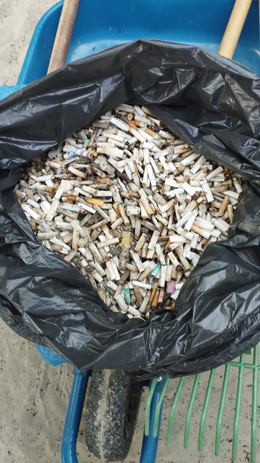 gincana de coleta de bitucas de cigarro nas praias do Paraná