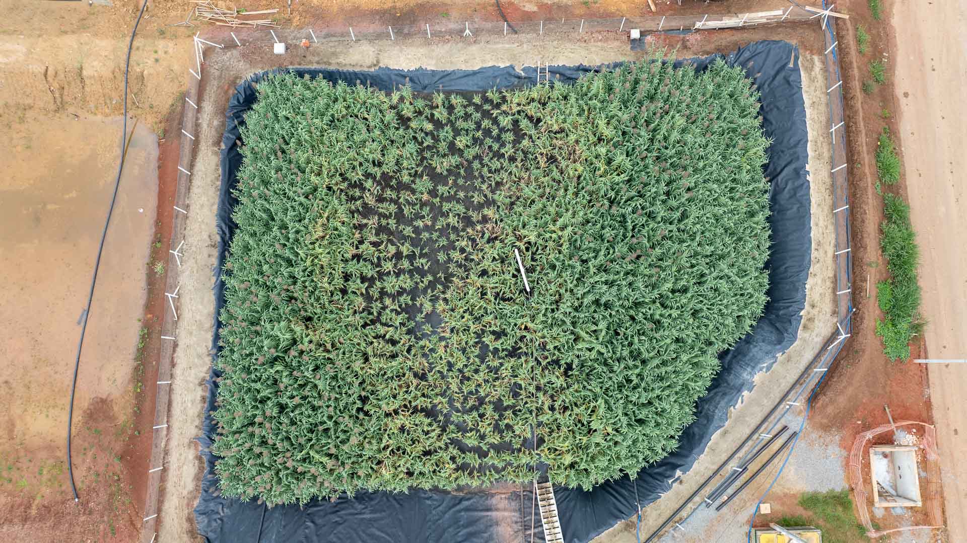 Vista aérea vertical completa de um tanque de tratamento biológico do tipo Wetland, preenchido por uma densa vegetação verde e delimitado por uma manta impermeabilizante preta e cercas de proteção