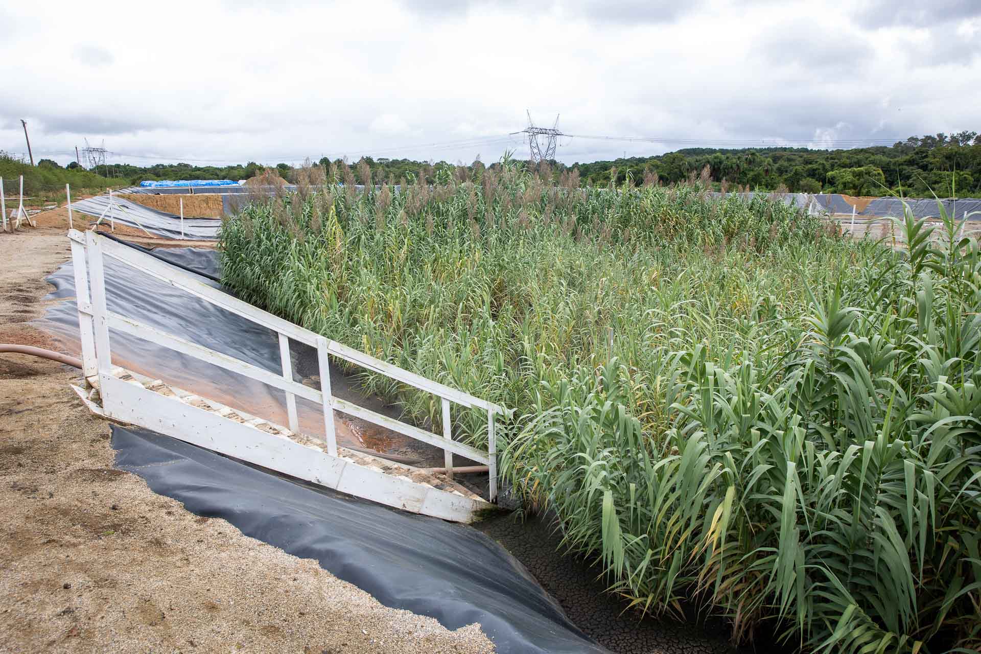 Sanepar usa plantas para criar estação de esgoto lixo zero em Curitiba
