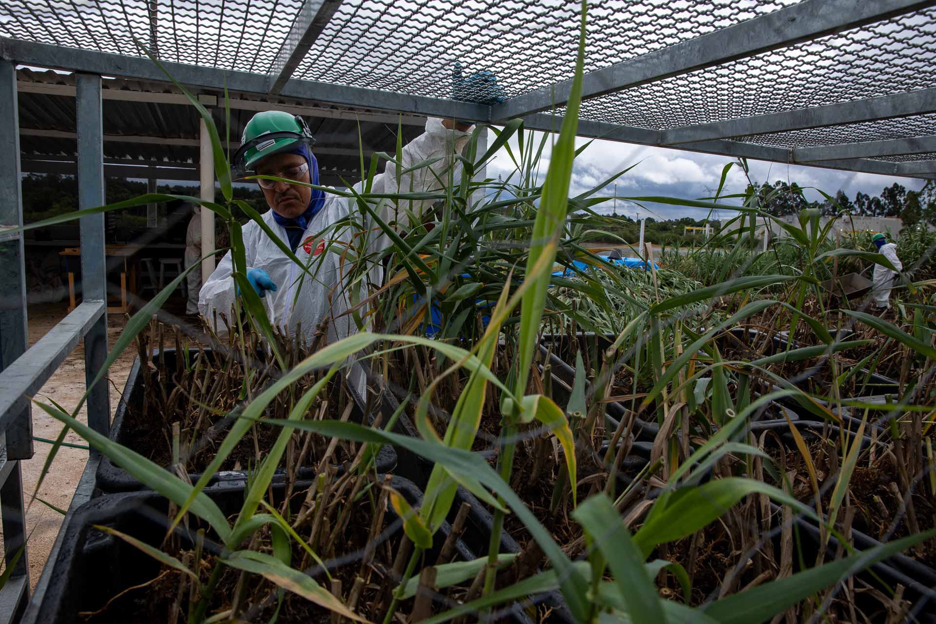 Sanepar usa plantas para criar estação de esgoto lixo zero em Curitiba