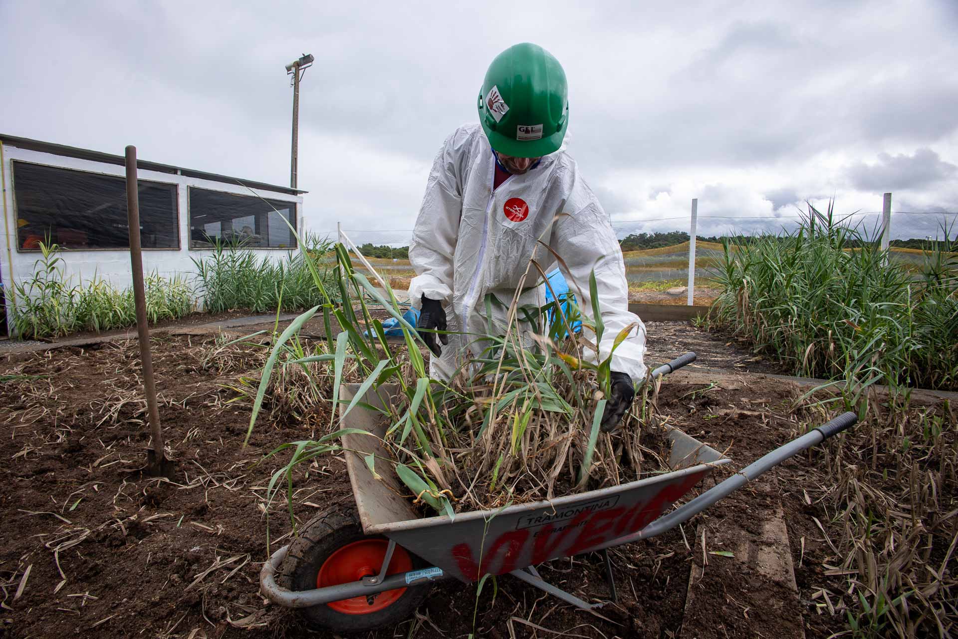Um trabalhador com macacão de proteção técnica impermeável branca e capacete verde manipula mudas de mudas de vegetação aquática dentro de um carrinho de mão para o plantio no sistema Wetland