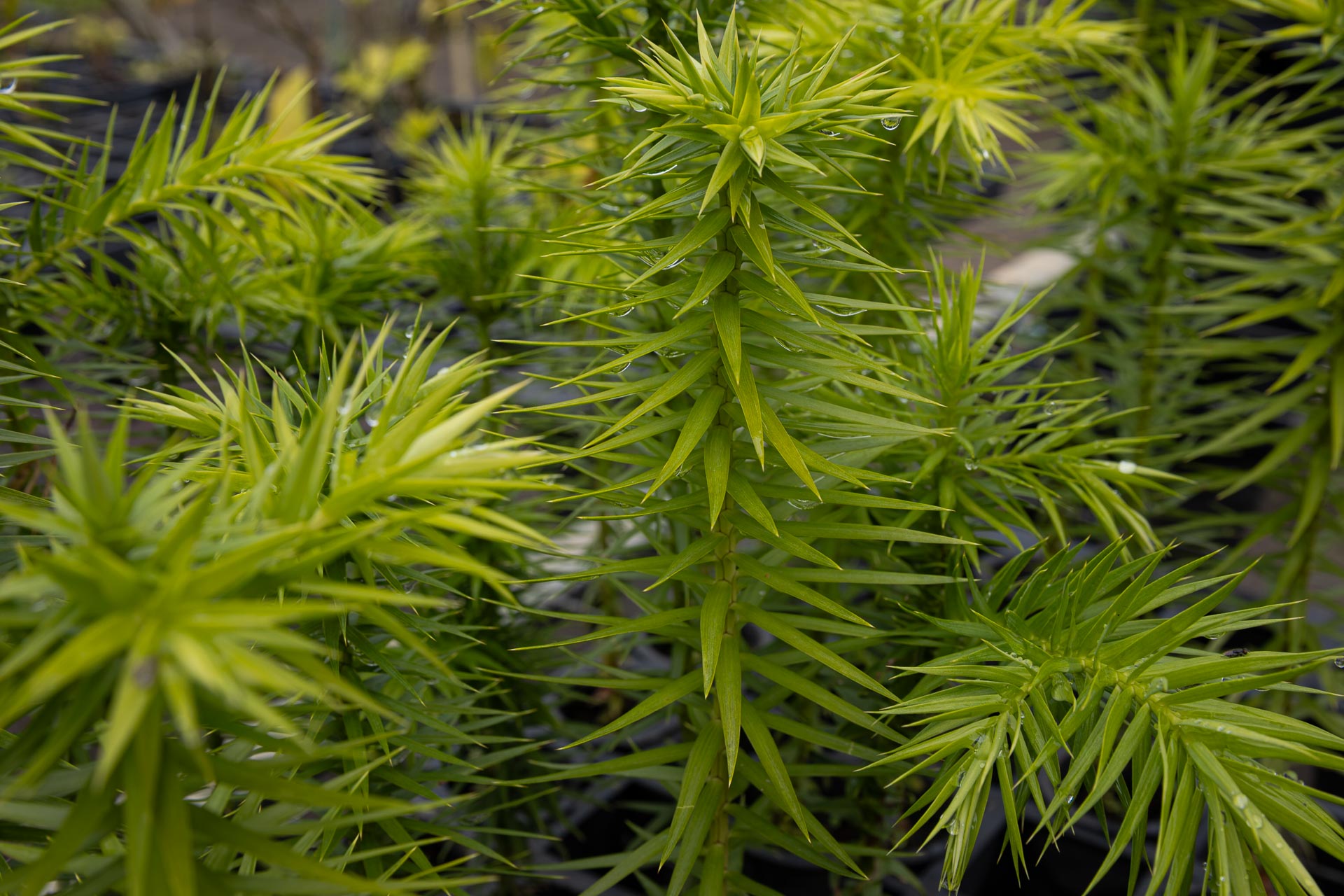 Imagem em macro aproximada do topo de uma muda jovem de araucária. Suas folhas em formato de agulhas rígidas e pontiagudas crescem em espiral, exibindo um tom verde-claro bem vivo. Pequenas gotículas de água brilham sobre a planta, com outras mudas semelhantes ao fundo fora de foco.