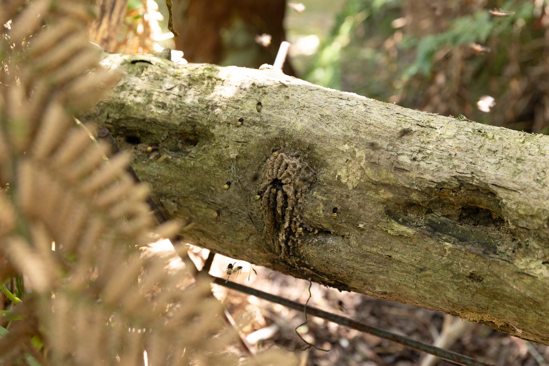 Quando a colmeia fica no interior do tronco, toda a estrutura é encaminhada para o centro de triagem 