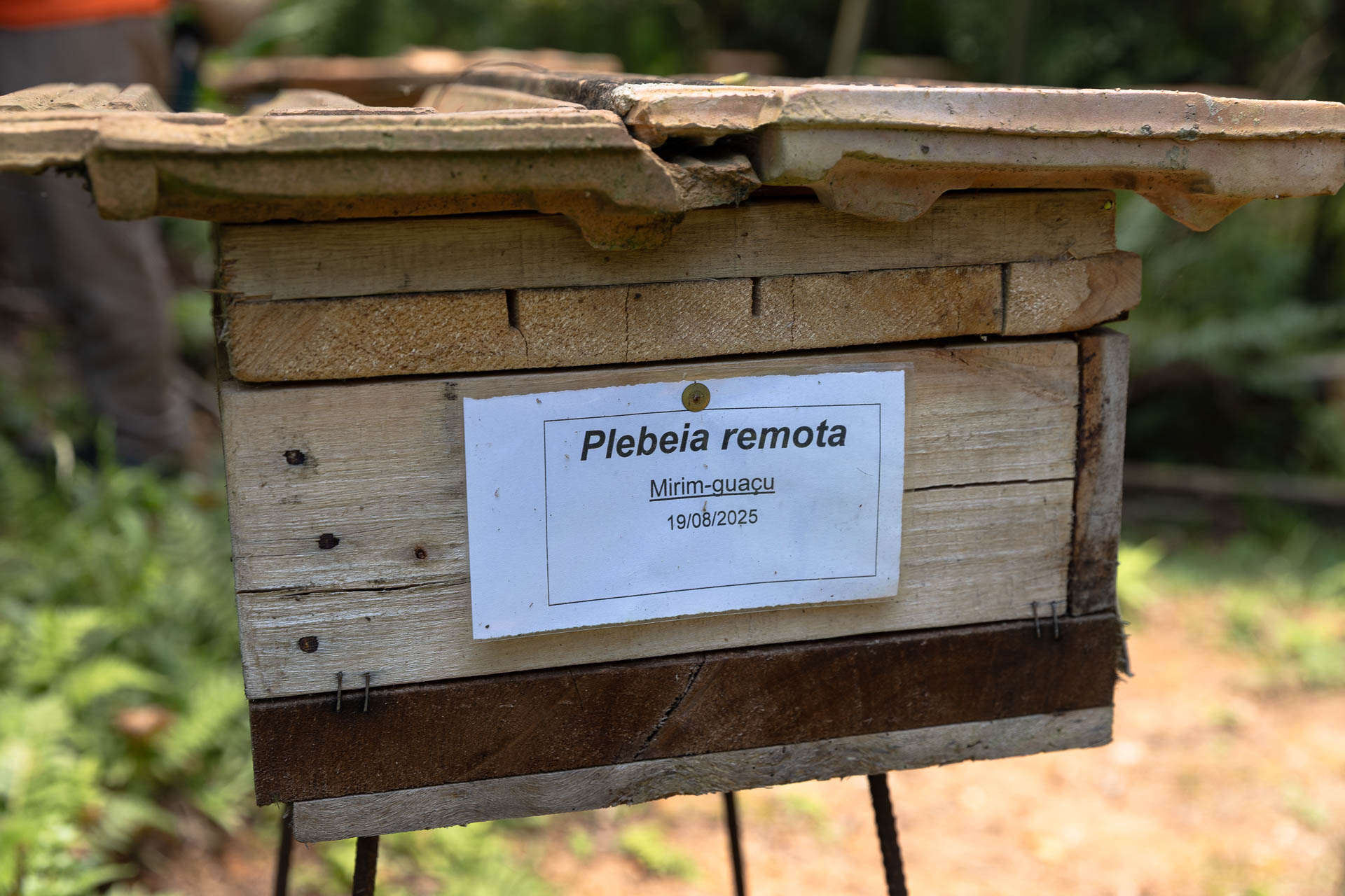 Mirim-Guaçu (Plebeia remota), foi uma das espécies encontrada em maior número