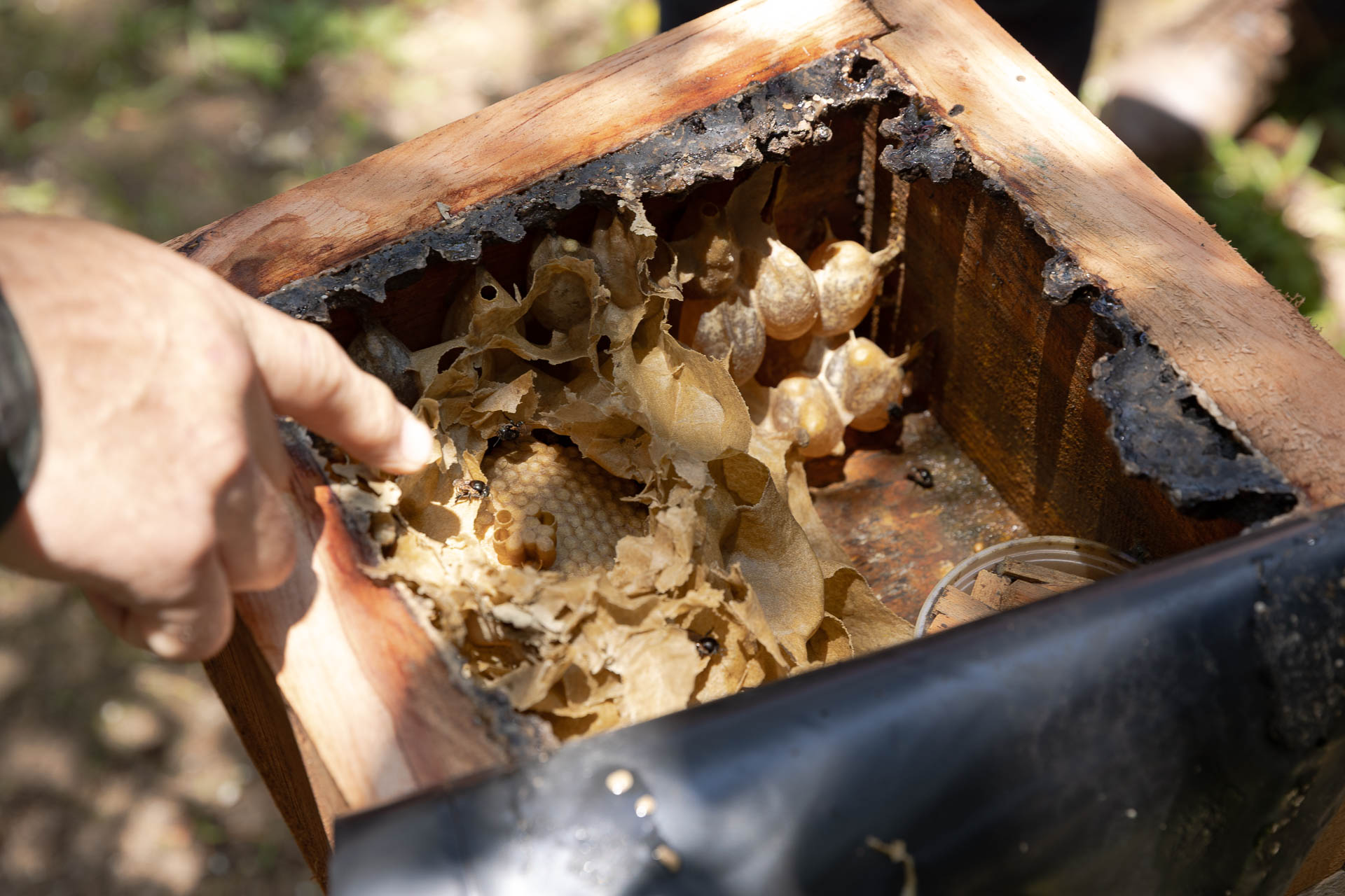 As abelhas vivem em colmeia e não abandonam o local de origem, por isso precisam ser resgatadas