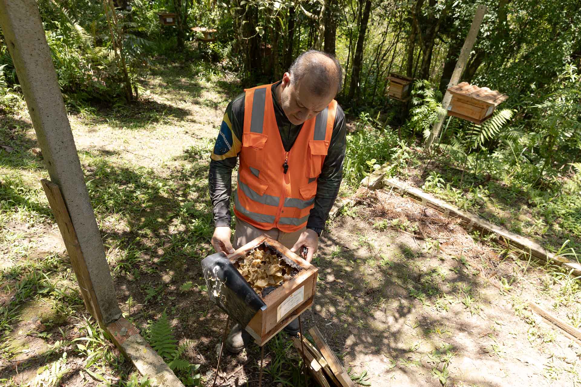Mais de 70 colmeias resgatadas são de 15 espécies diferentes de abelhas nativas sem ferrão