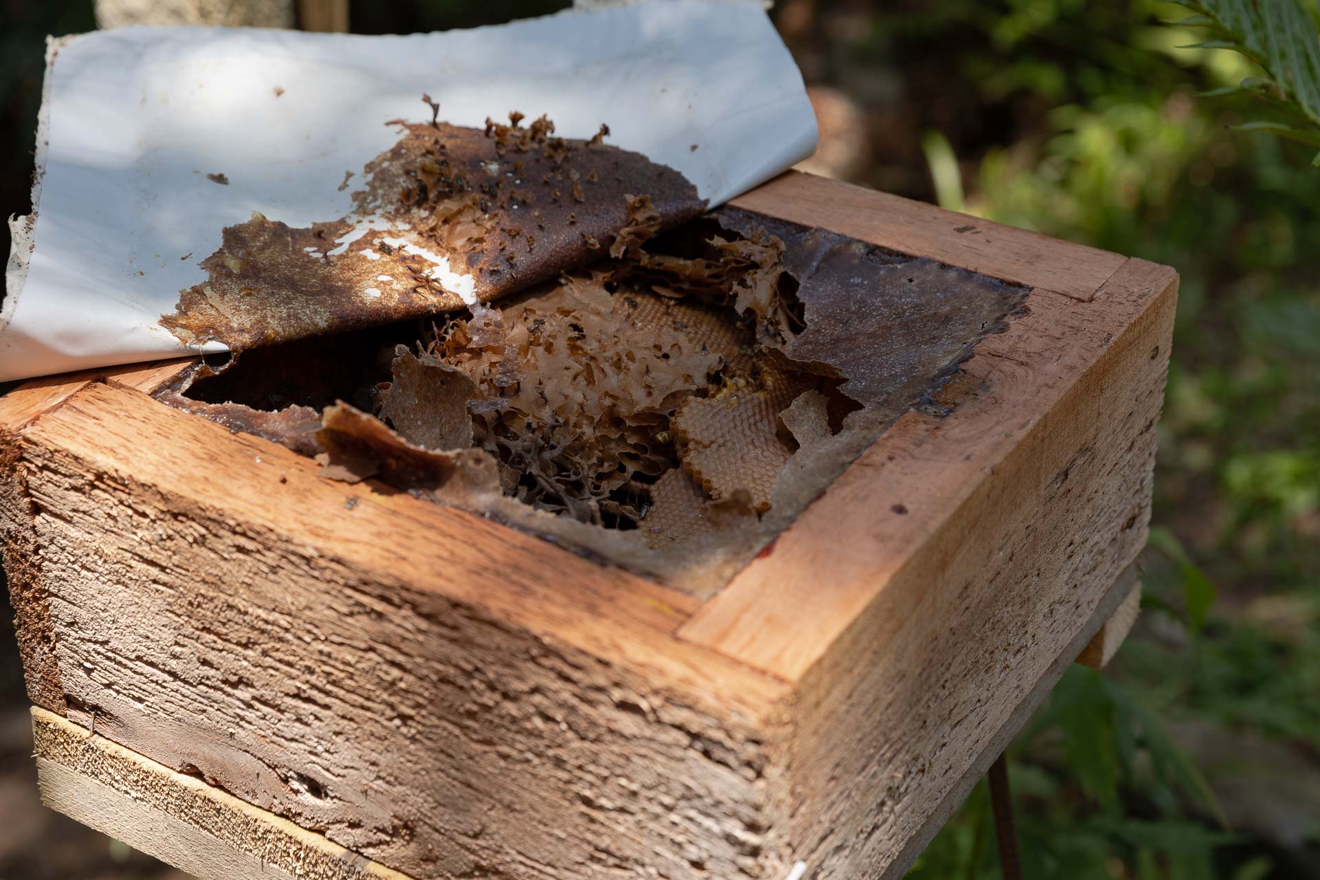 123 ninhos de vespas e colmeias de abelhas já foram resgatados desde o início do trabalho de resgate de flora e fauna na região do Reservatório Miringuava, em janeiro de 2025