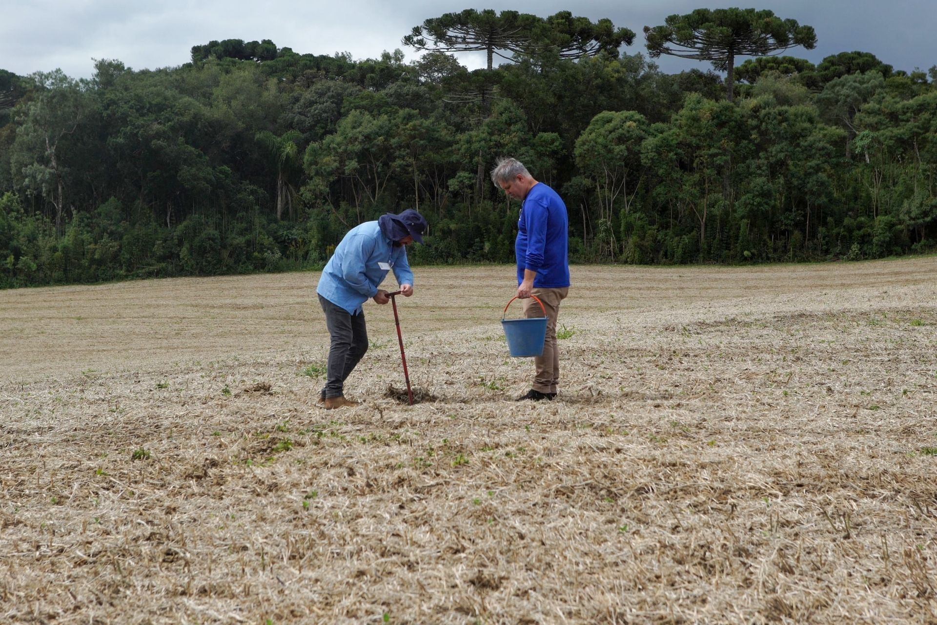 Dois técnicos agrícolas realizam amostragem de solo em um campo aberto de terra batida, cercado por uma floresta nativa de araucárias ao fundo. Um deles usa chapéu e coleta a amostra com um trado, enquanto o outro segura um balde azul