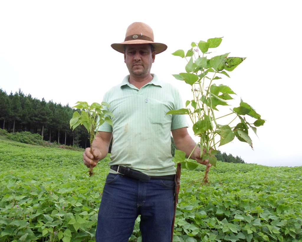 Produtor rural em meio a uma lavoura, segurando dois pés da planta arrancados pela raiz para demonstrar a diferença de crescimento: na mão direita, uma planta menor e menos desenvolvida; na mão esquerda, uma planta visivelmente maior, mais robusta e com vagens formadas
