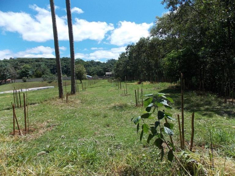 141215_-_campos_gerais_-_cortinas_verdes_3.jpg