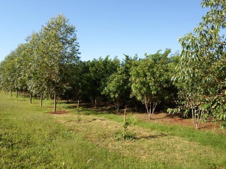 160720_-_sudoeste_-_implantacao_cortinas_verdes__2.jpg