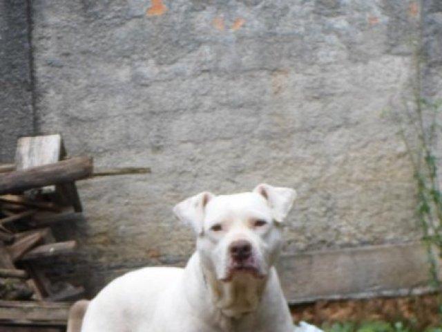 160822_-_curitiba_-_mordedura_canina_-_pitbull.jpg
