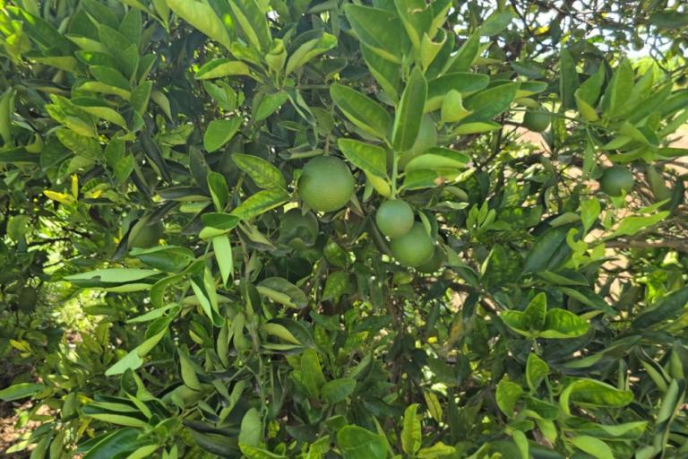 20250317_-_uso_do_lodo_na_agricultura_-_4_by_giovanna_fonseca_-__edvando_florida-_so_laranjas.jpg