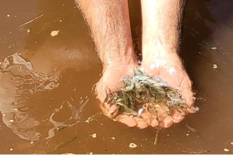 211124_-_cascavel_-_dia_do_rio_-_lancamento_peixes_1.jpg