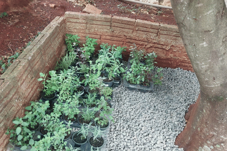 240410_gesa_materia_santa_izabel_do_oeste_ofic_horta_plantas_medicinais03.gif