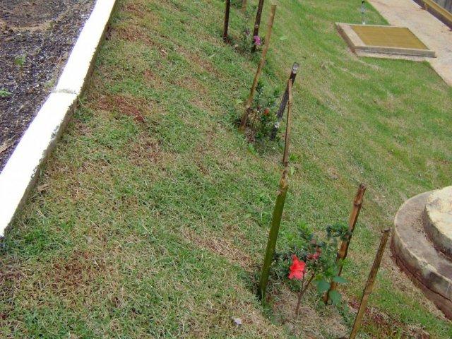 cortina_verde_azaleias_integram_a_cortina_verde_ete_sao_miguel_do_iguacu.jpg