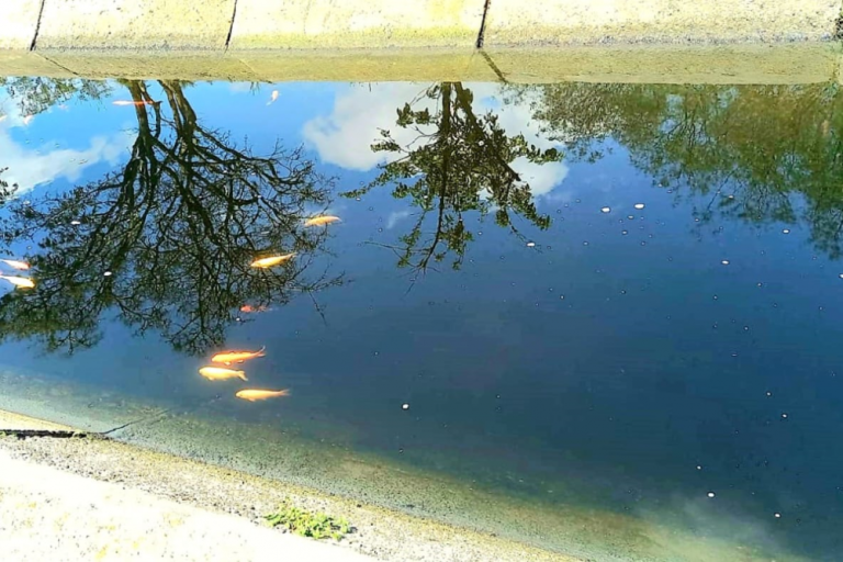 peixes.png