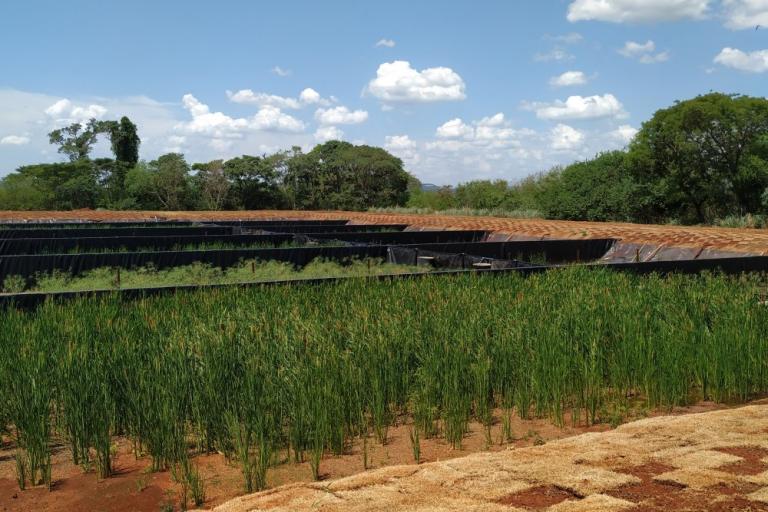 wetland_sta_helena.jpg