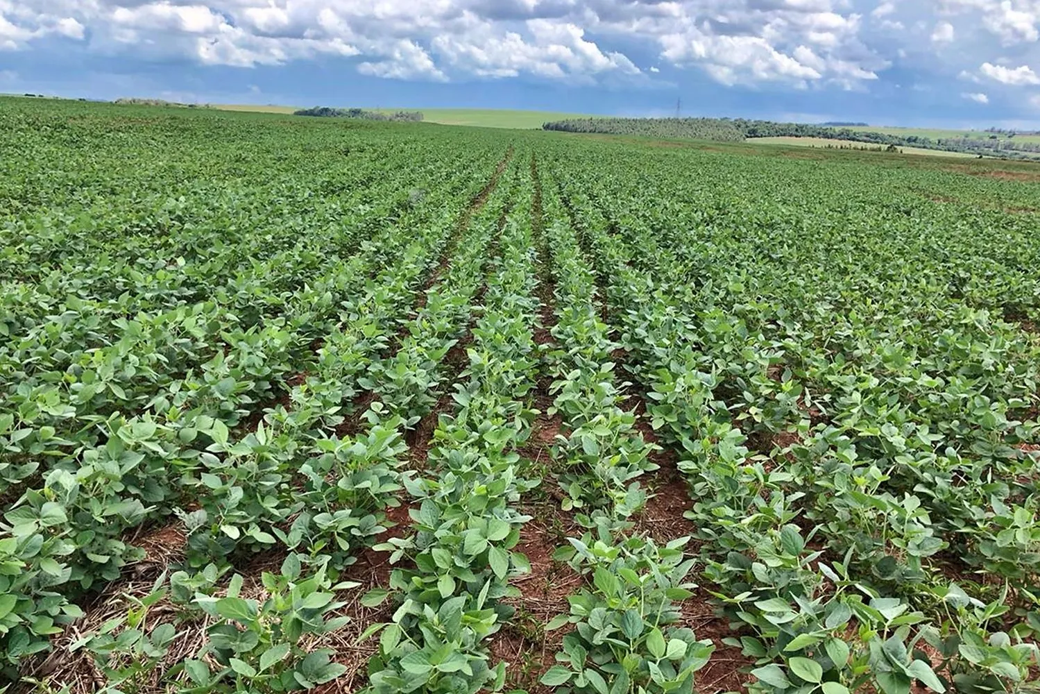 Vista panorâmica de um Campo de Plantação de soja