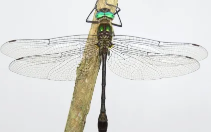 libelula_ufpr_4.jpg