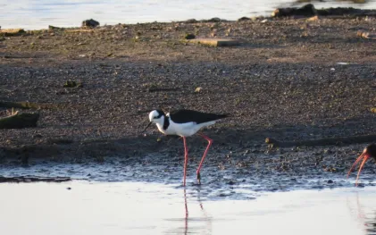 pernilongo_de_costas_branca_himantopus_melanurus_site.jpg
