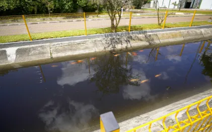 Peixes nadam em efluente do tratamento de esgoto da ETE Belém
