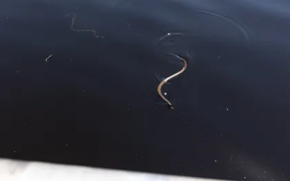 90% dos animais resgatados com os barcos são do grupo de hepertofauna, composto por anfíbios e répteis