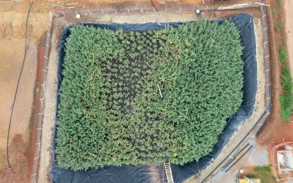 Vista aérea vertical completa de um tanque de tratamento biológico do tipo Wetland, preenchido por uma densa vegetação verde e delimitado por uma manta impermeabilizante preta e cercas de proteção