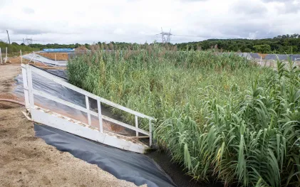 Sanepar usa plantas para criar estação de esgoto lixo zero em Curitiba