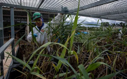 Sanepar usa plantas para criar estação de esgoto lixo zero em Curitiba