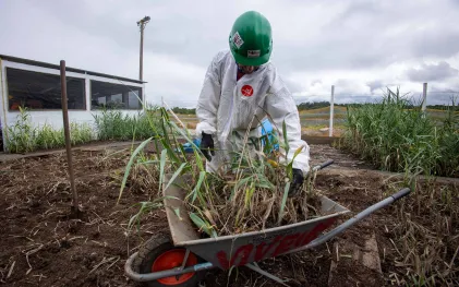 Um trabalhador com macacão de proteção técnica impermeável branca e capacete verde manipula mudas de mudas de vegetação aquática dentro de um carrinho de mão para o plantio no sistema Wetland