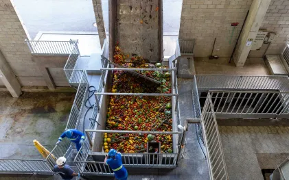Operários com uniformes e capacetes monitoram o descarregamento de grande quantidade de frutas e legumes variados dentro de um grande tanque receptor na usina de resíduos orgânicos.