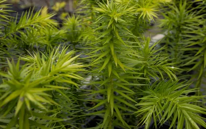 Imagem em macro aproximada do topo de uma muda jovem de araucária. Suas folhas em formato de agulhas rígidas e pontiagudas crescem em espiral, exibindo um tom verde-claro bem vivo. Pequenas gotículas de água brilham sobre a planta, com outras mudas semelhantes ao fundo fora de foco.