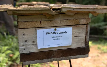 Mirim-Guaçu (Plebeia remota), foi uma das espécies encontrada em maior número