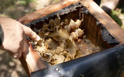As abelhas vivem em colmeia e não abandonam o local de origem, por isso precisam ser resgatadas