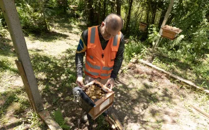 Mais de 70 colmeias resgatadas são de 15 espécies diferentes de abelhas nativas sem ferrão