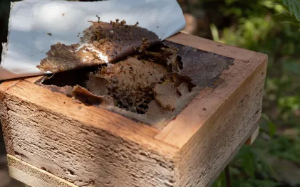 123 ninhos de vespas e colmeias de abelhas já foram resgatados desde o início do trabalho de resgate de flora e fauna na região do Reservatório Miringuava, em janeiro de 2025