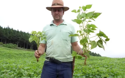 Produtor rural em meio a uma lavoura, segurando dois pés da planta arrancados pela raiz para demonstrar a diferença de crescimento: na mão direita, uma planta menor e menos desenvolvida; na mão esquerda, uma planta visivelmente maior, mais robusta e com vagens formadas